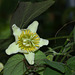 Passiflora biflora (3)