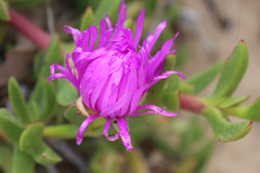 Purple Flower, Mornington Peninsula