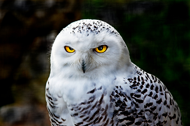 Schneeeule / Snowy Owl / Harfang des neiges