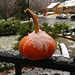 frosty pumpkin