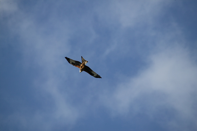 Red Kite over Dee Road.