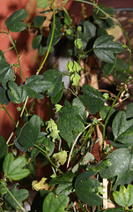 Passiflora aurantia (3)