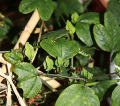 Passiflora aurantia (4)