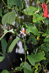 Passiflora tulae JPG (2)