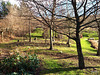 View from gazebo oaks and snowdrops
