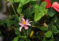 Passiflora tulae JPG (3)
