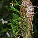 Epidendrum polybulbon  (2)