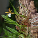Epidendrum polybulbon  (6)