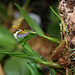 Epidendrum polybulbon  (7)