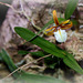 Epidendrum polybulbon  (11)