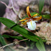 Epidendrum polybulbon  (10)
