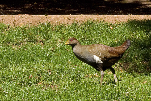 Tasmanian Native-hen