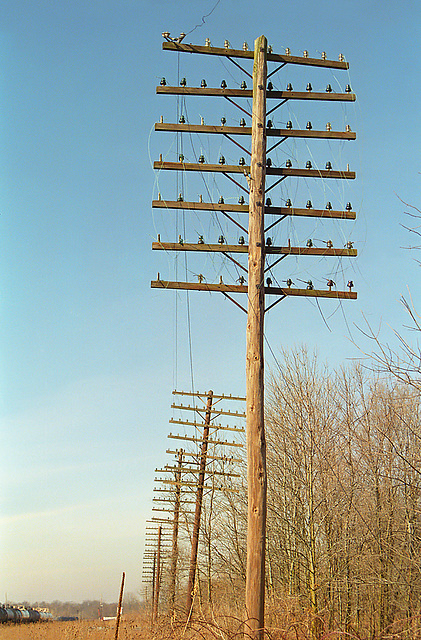 Railroad Pole Line in Decay