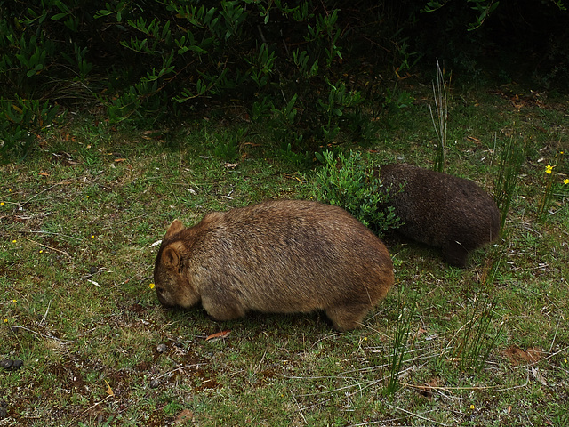 wombat and teenager