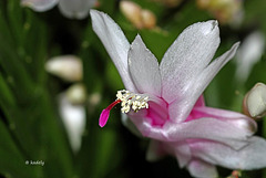 IMG 0388.  Fleur de cactus (Schlumbergera) blog