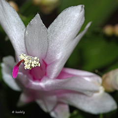 IMG 0392 Fleur de cactus (Schlumbergera) blog