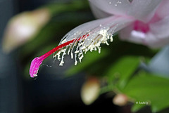 IMG 0394  Fleur de cactus (Schlumbergera) blog