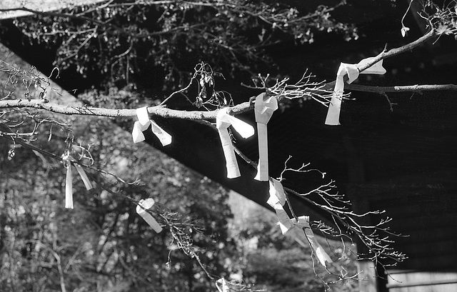 Fortune slips tied on tree branches
