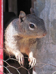 Jerome Squirrel