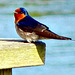 Swallow by river