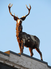 bald faced stag, east finchley, london