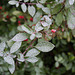 Frosty Leaves with Berries