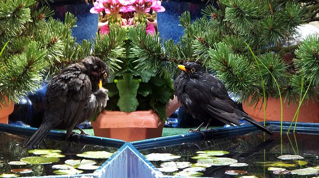 Blackbirds. Care after the bath... ©UdoSm