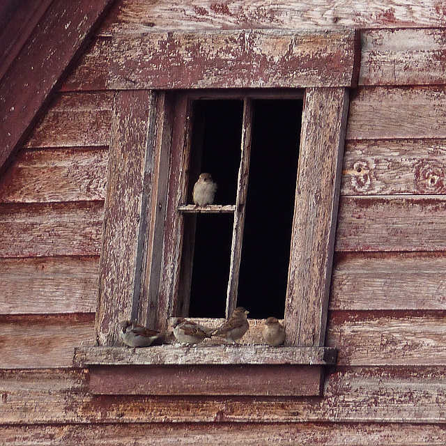No owls in barn windows - only House Sparrows : )