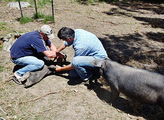Iain demonstrates hog tying