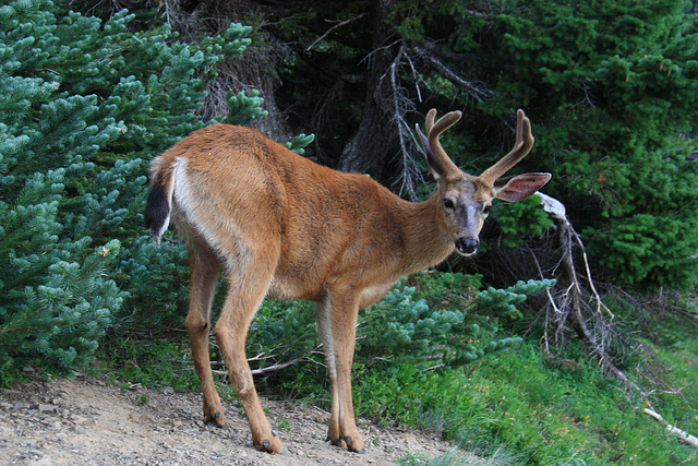 columbian black-tailed deer