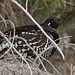 Spruce Grouse male