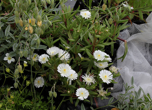Haute-Culture-Delosperma (2) Haute-Culture-Delosperma (2)