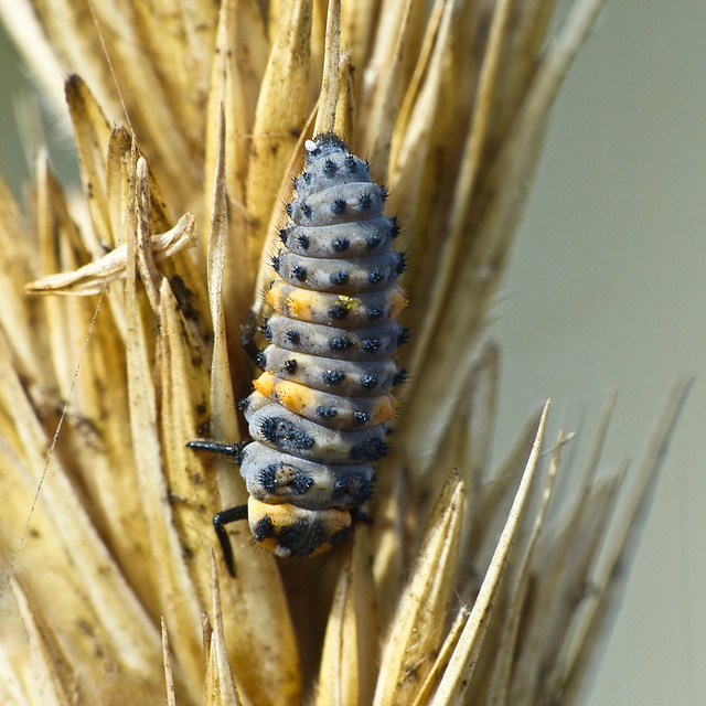 Seven-spotted Ladybug larva