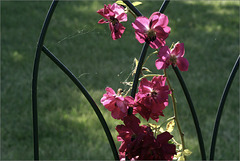Rose Garden Trellis, with spider