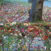 Colored leaves on abelia hedge