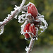 Frosted Rose Hips