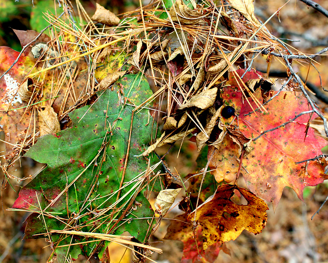 Leaves and needles