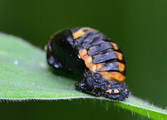 Absolutely no idea!!....I do now thanks to Maria. It's a Ladybird pupa!