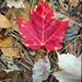 50/50 maple leaf, feuille d'érable