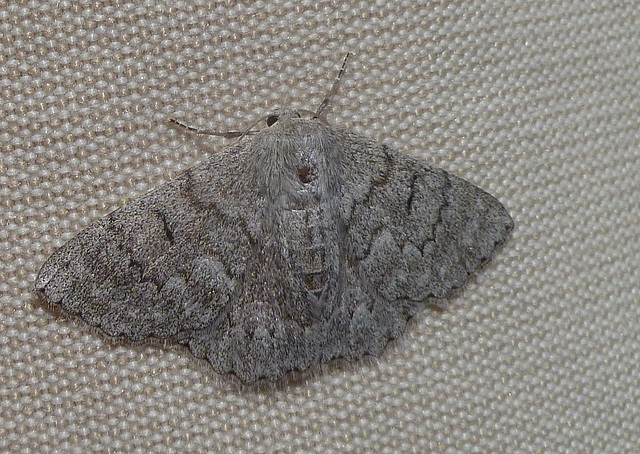 Geometridae seen last in March 2013