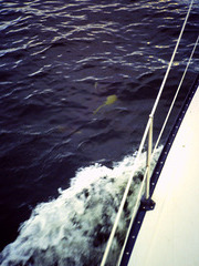 dolphin off the bow