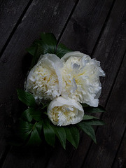 scented peonies again and again