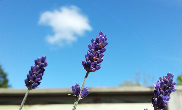 lavender on the veranda