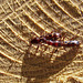 Oak Timberworm Beetles