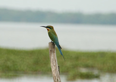Blue Tailed Bee Eater