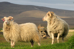 Moutons islandais dans la lumière du soir