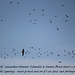 A lot  of lapwings in flight - The Ouse Estuary Nature Reserve - Newhaven - East Sussex - 2.1.2014