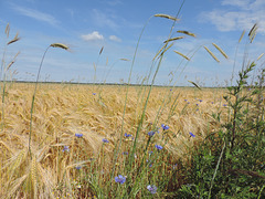 Getreidefeld bei Niebendorf