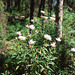 Everlasting Flowers (Helichrysum)