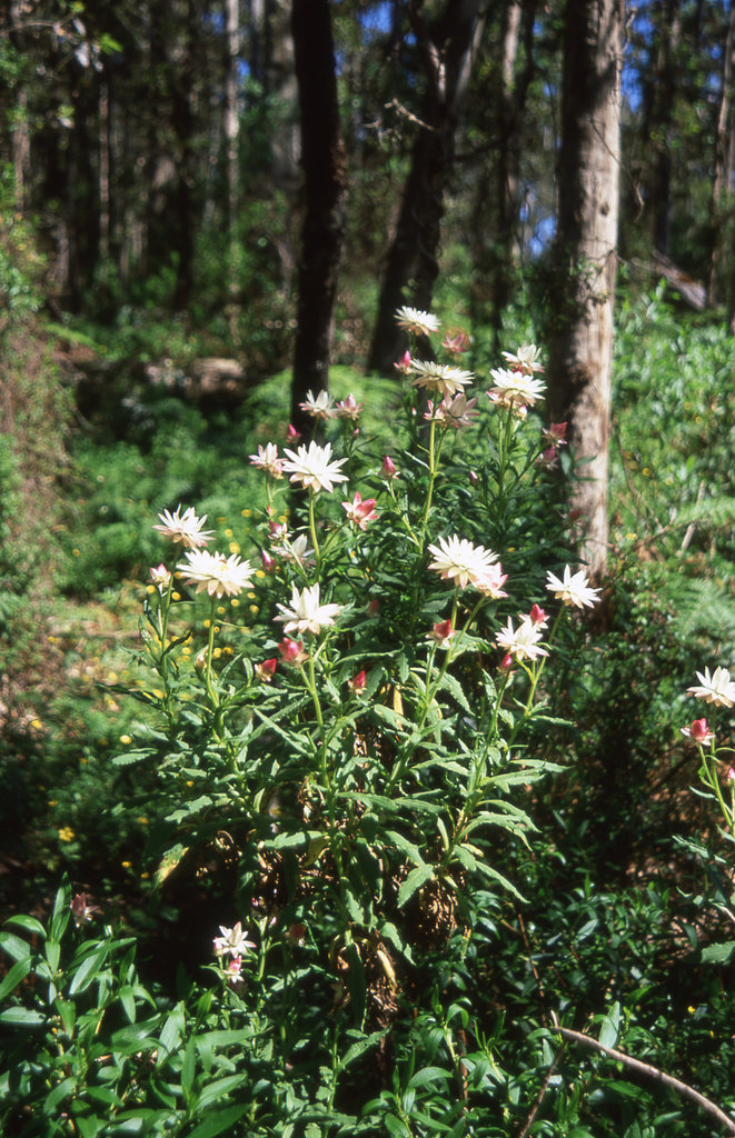 Everlasting Flowers (Helichrysum)